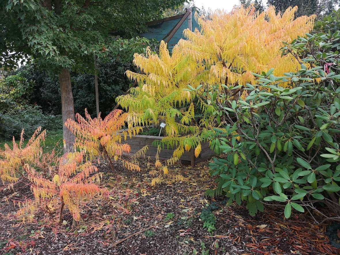 Rot verfärbter Essigbaum hinter einem Oleander