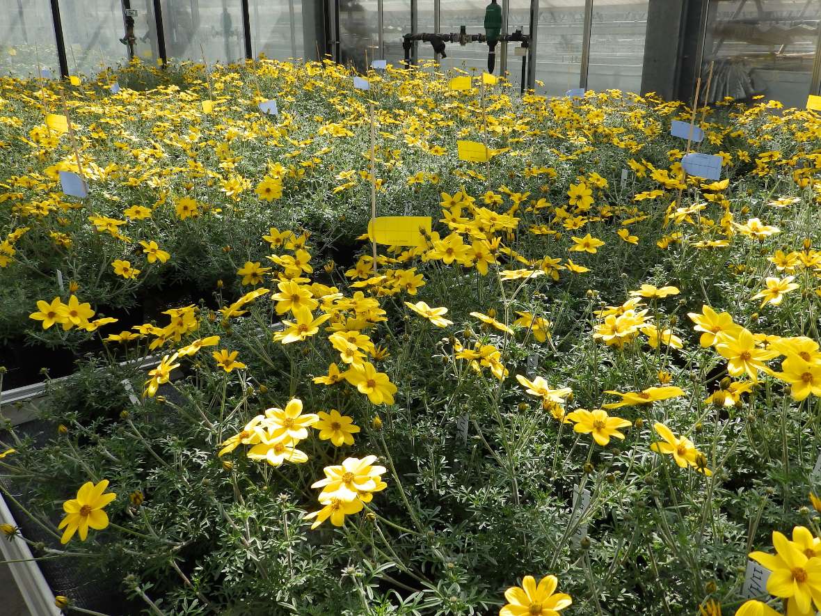 Am 20. April haben die meisten Pflanzen zahlreiche Blüten und Bidens ist verkaufsfertig.