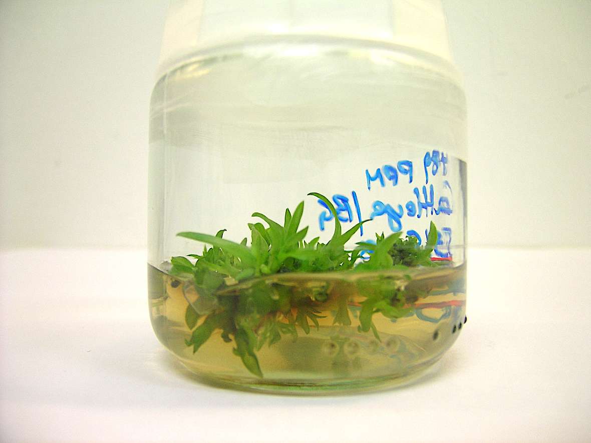 Induktion von Mikrosprossen und protokormähnlichen Strukturen im Reagenzglas