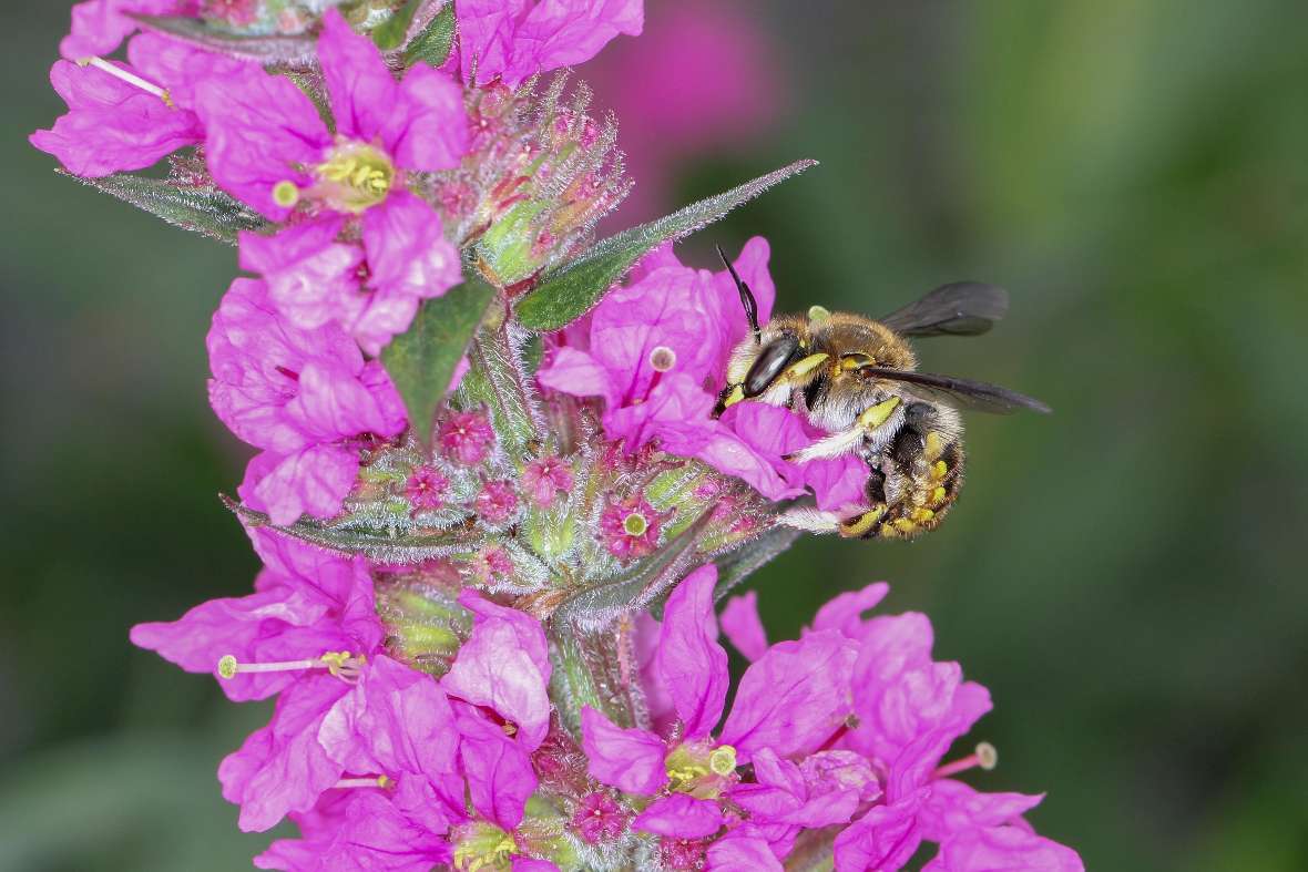 Anthidium manicatum auf Blutweiderich