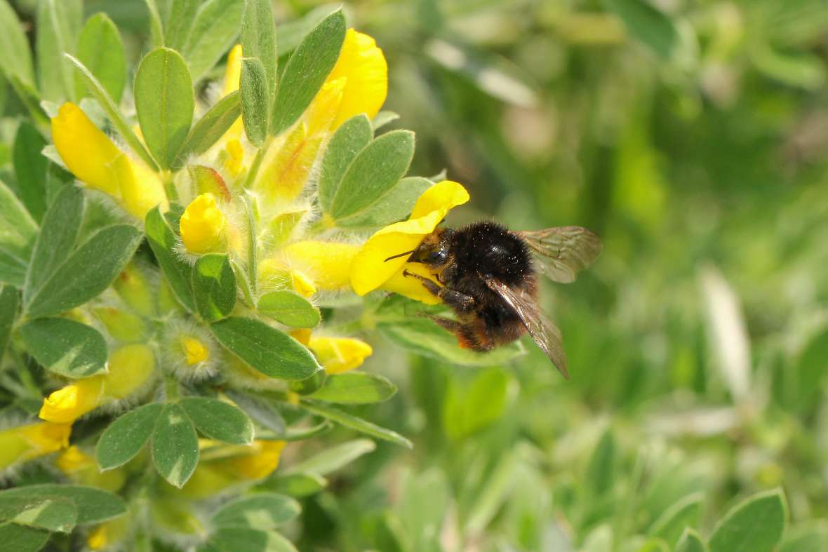 Bombus humilis auf Zwerggeißklee