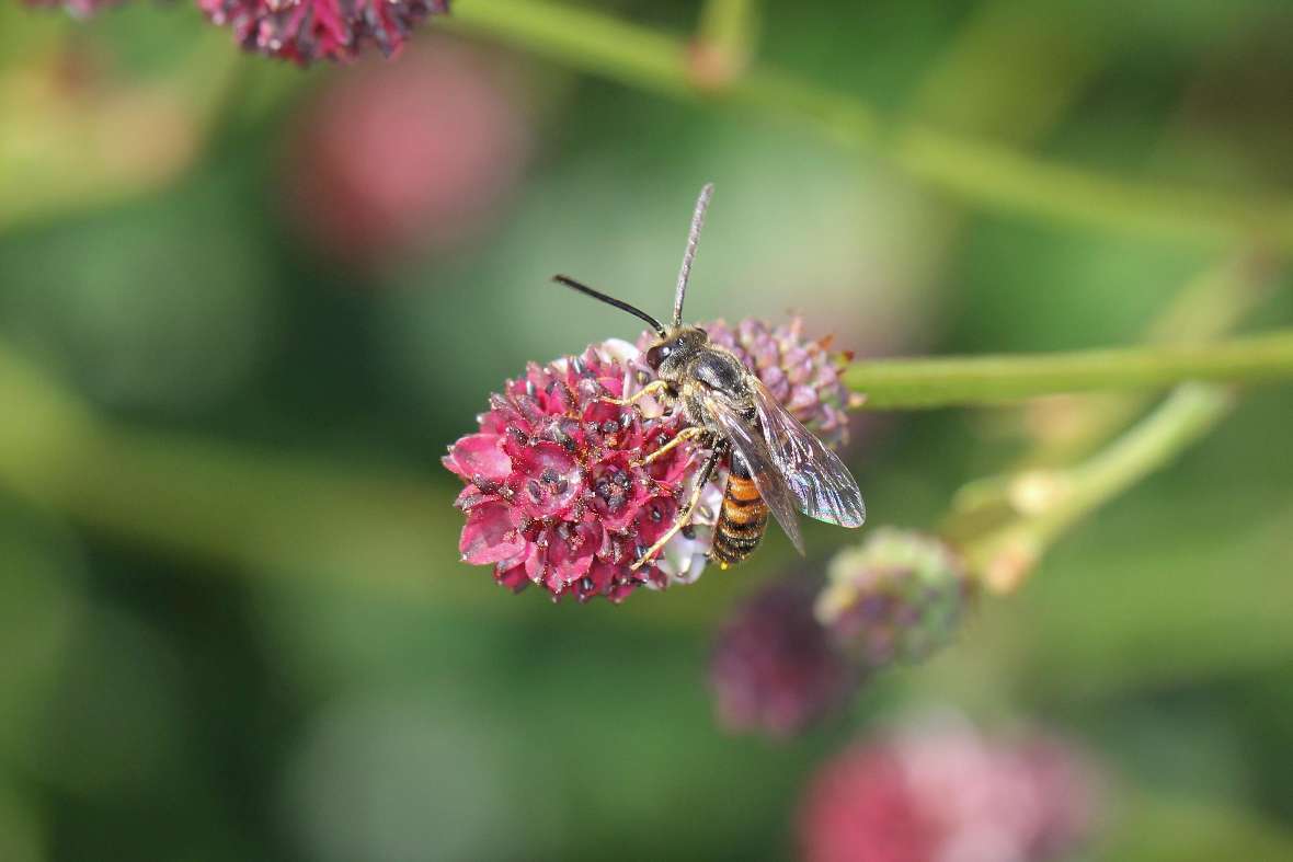 Lasioglossum laticeps auf Wiesenknopf