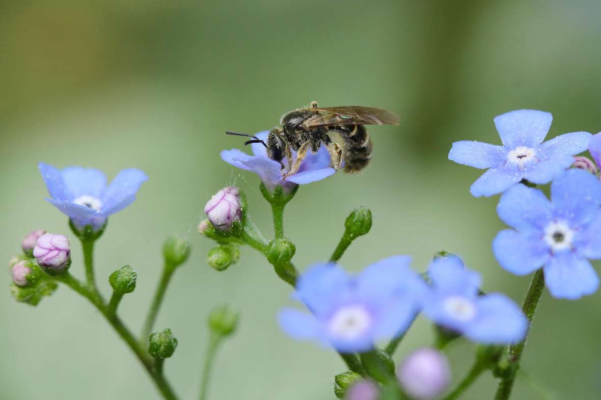 Lasioglossum marginatum auf Kaukasusvergissmeinnicht