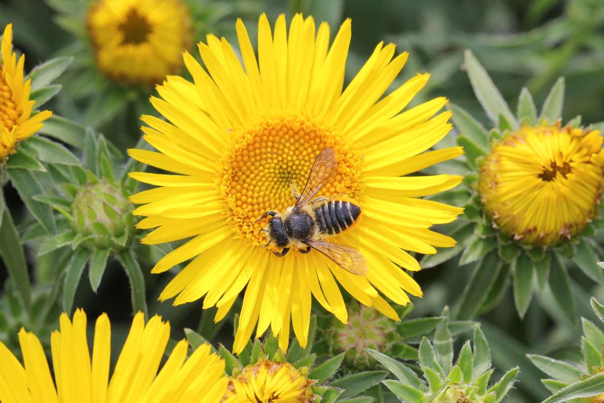 Megachile cetuncularis auf Schwert-Alant