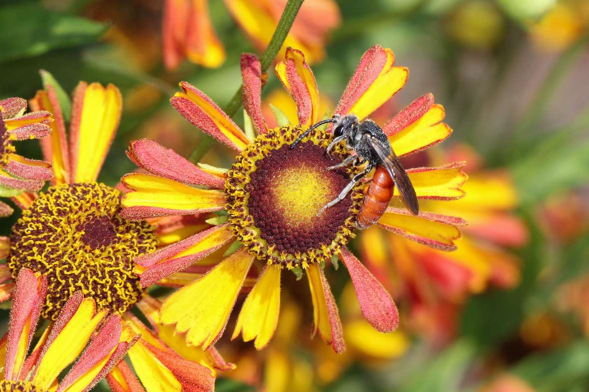 Sphecodes albilabris auf Sonnenbraut