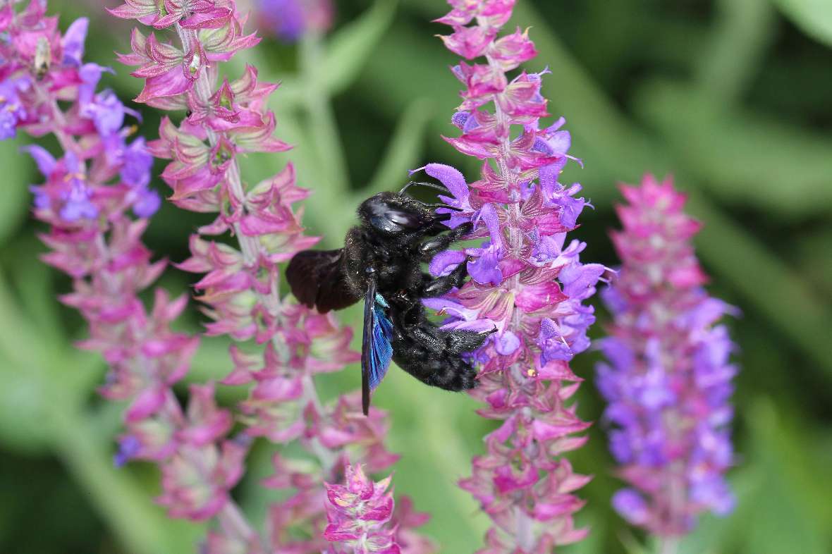 Xylocopa valga auf Steppen-Salbei