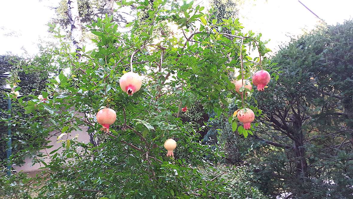 Winterharte Auslese aus China in einem Privatgarten