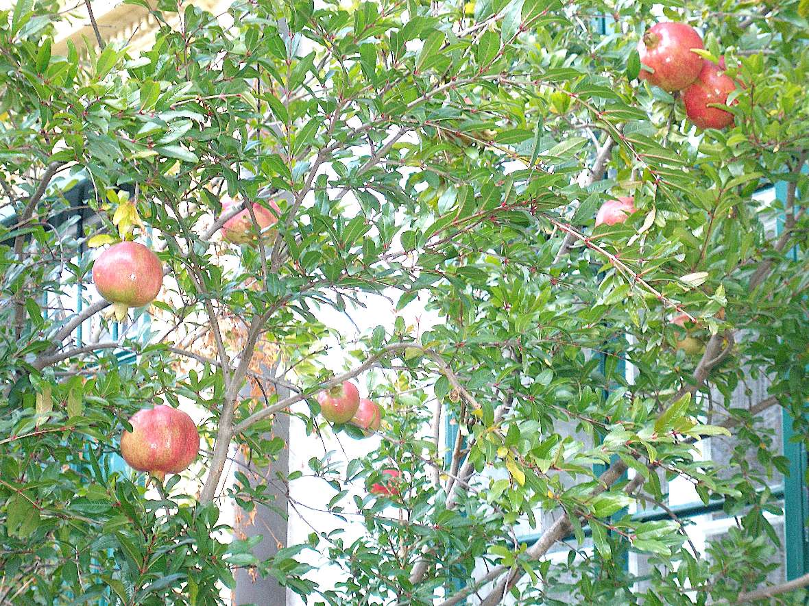 Mutterpflanze der großfruchtigen Granatapfelsorte ‘Wien‘ in einem Privatgarten