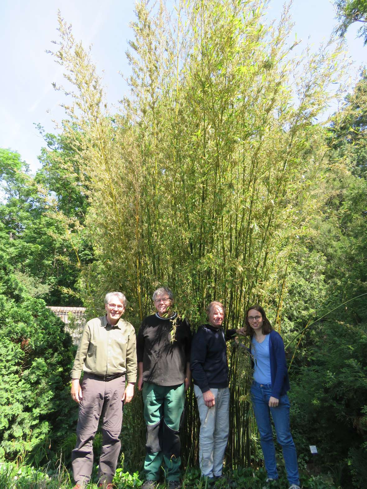Dr. Englmaier von der Universität Wien, DI Knickmann, Toth und DI Rotteneder bewunderten die Vollblüte bei Phyllostachys nigra var henonis