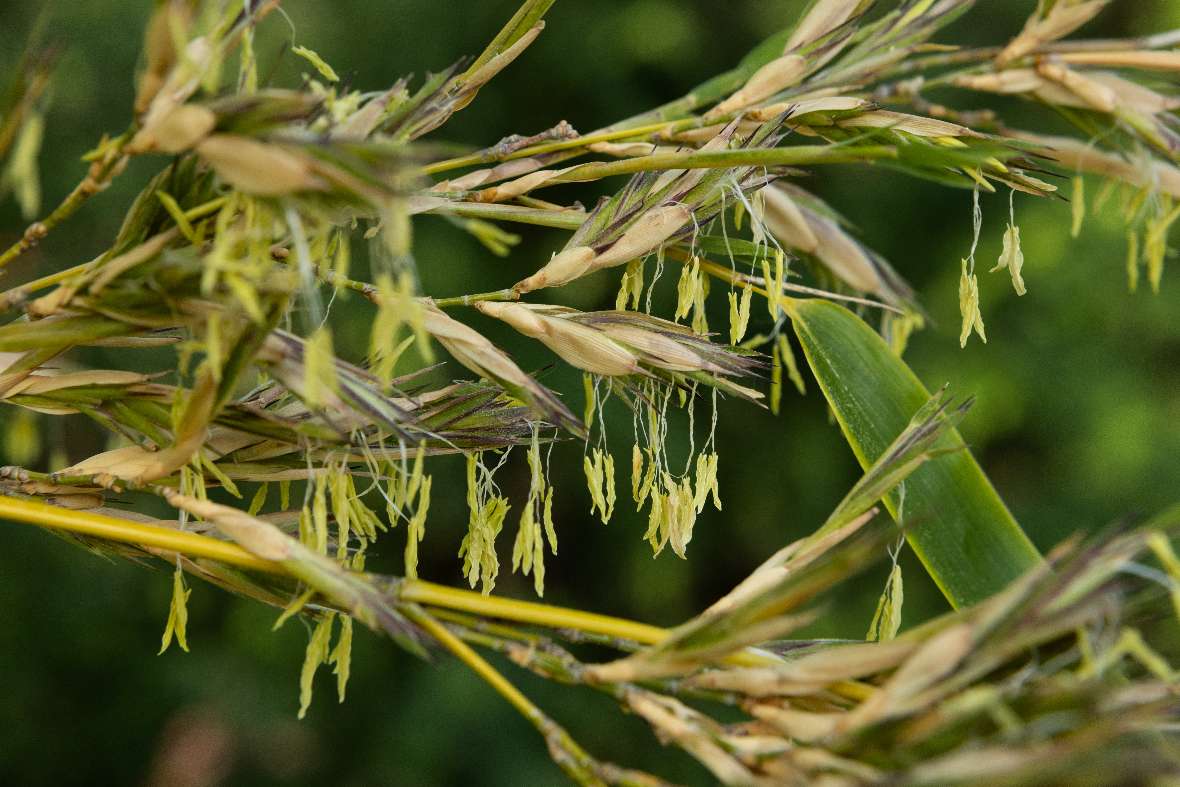 Blühender Halm von Phyllostachys nigra var henonis im Schulgarten Mai 2024