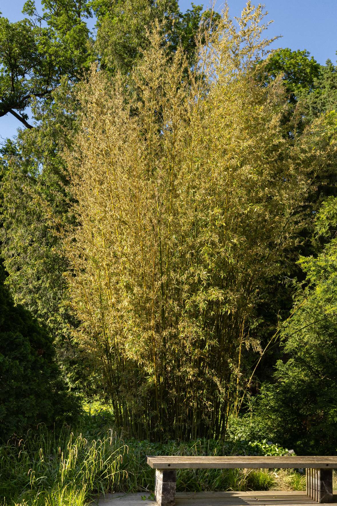 Vollblüte bei Phyllostachys nigra var henonis im Schulgarten Mai 2024