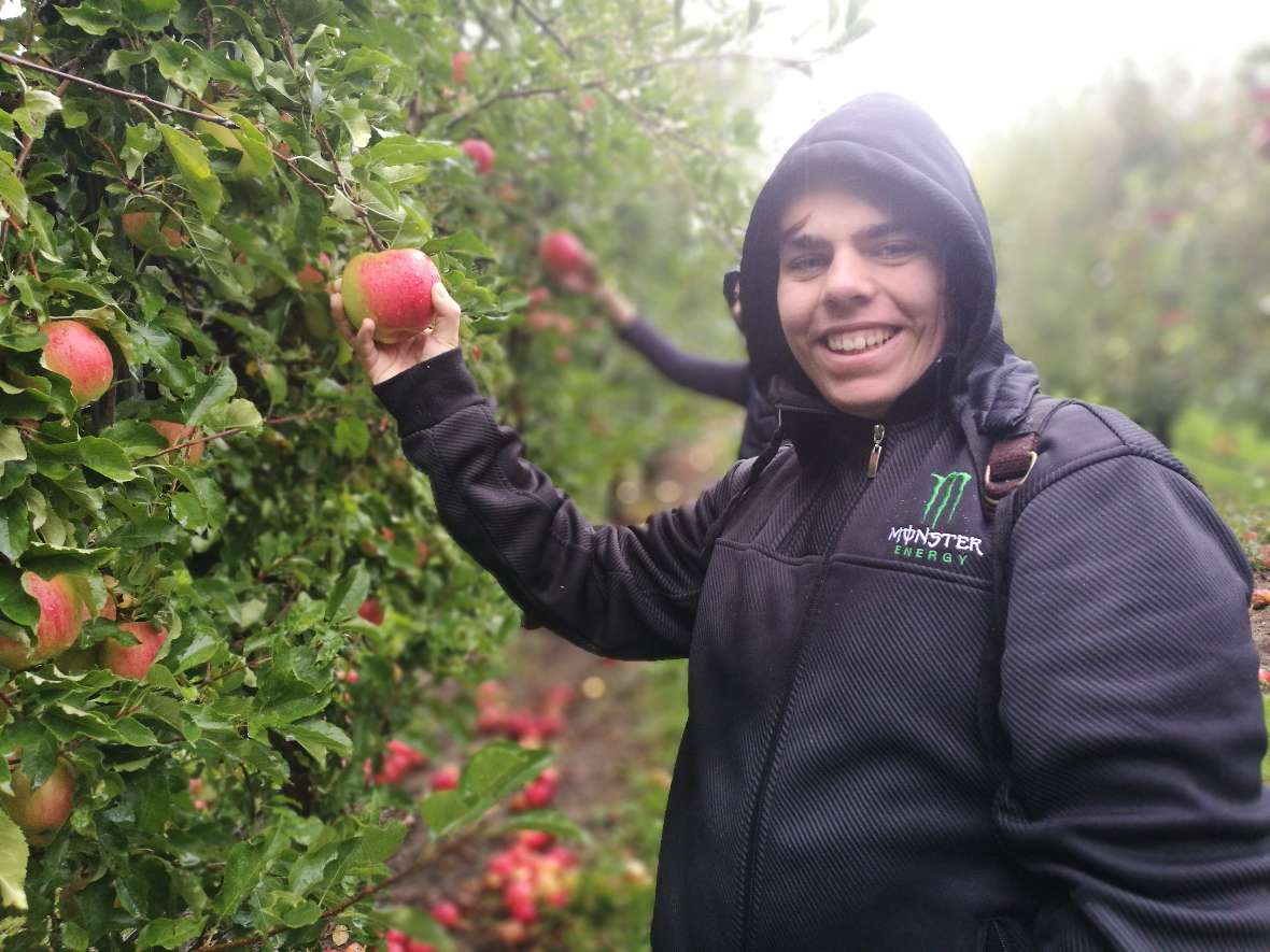 Ein Schüler greift zu einem roten Apfel am Baum