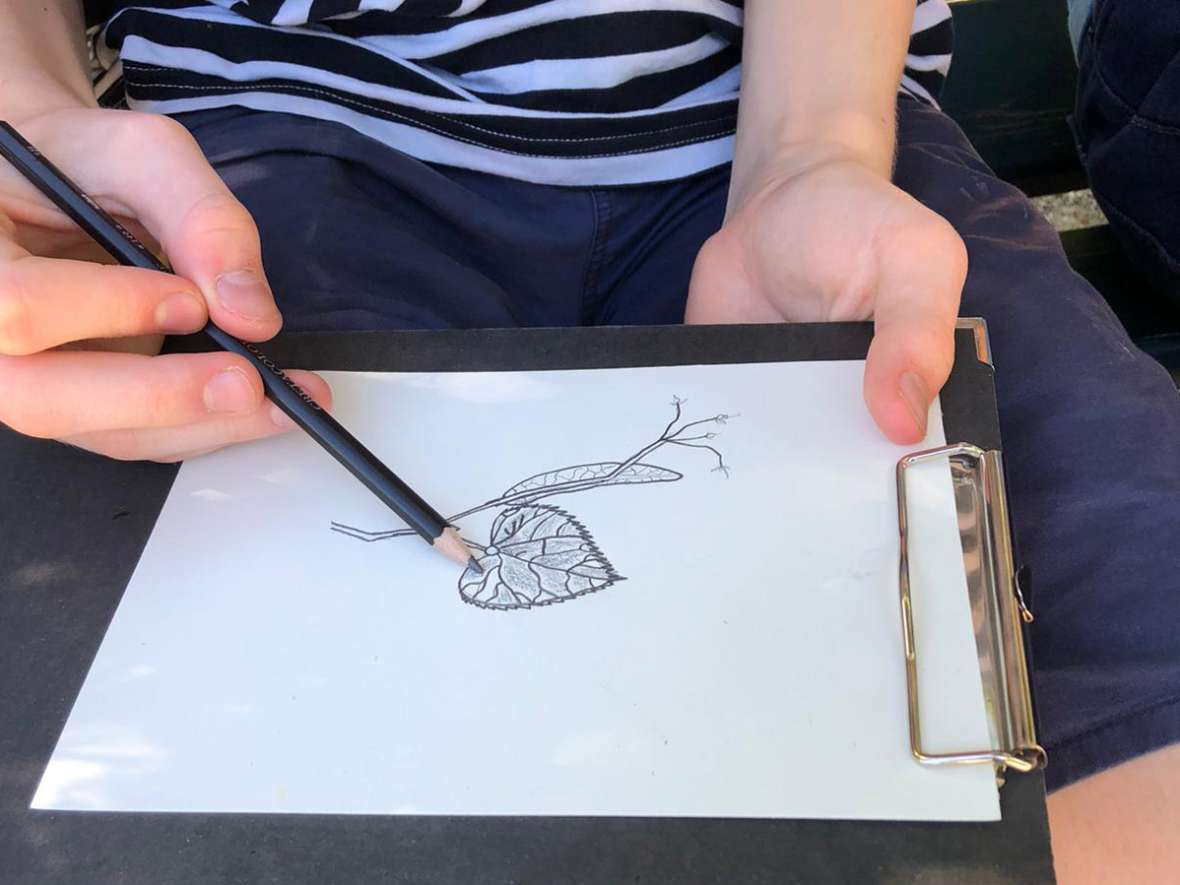 Mit einem Bleistift wird die Struktur eines Blattes skizziert