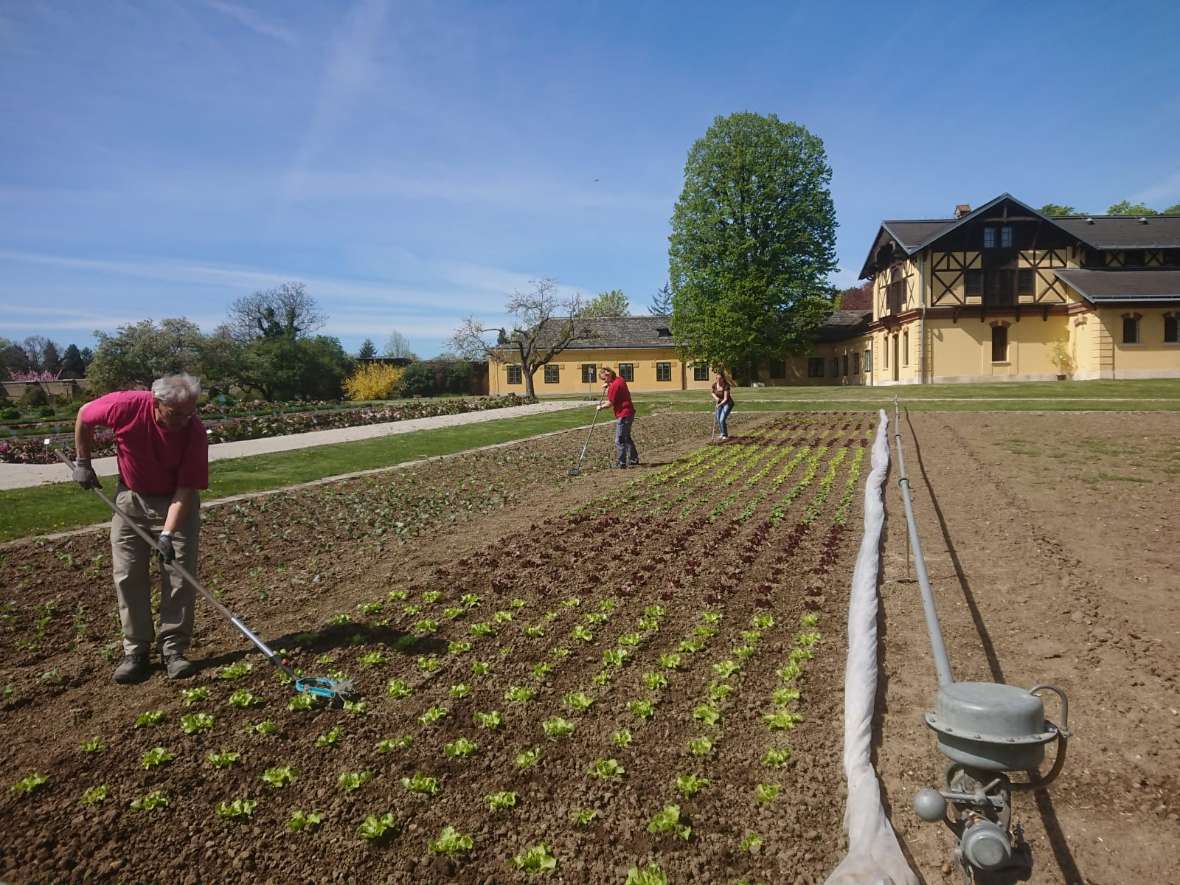 Man erkennt drei Personen, die zwischen den Salatpflanzen Unkraut entfernen.