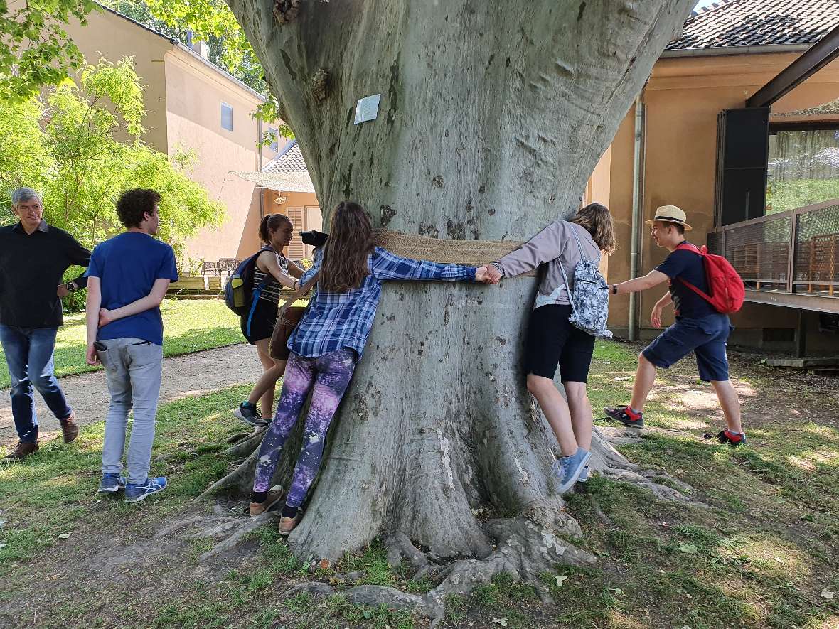 Schülerinnen und Schüler umarmen den Stamm einer großen Platane