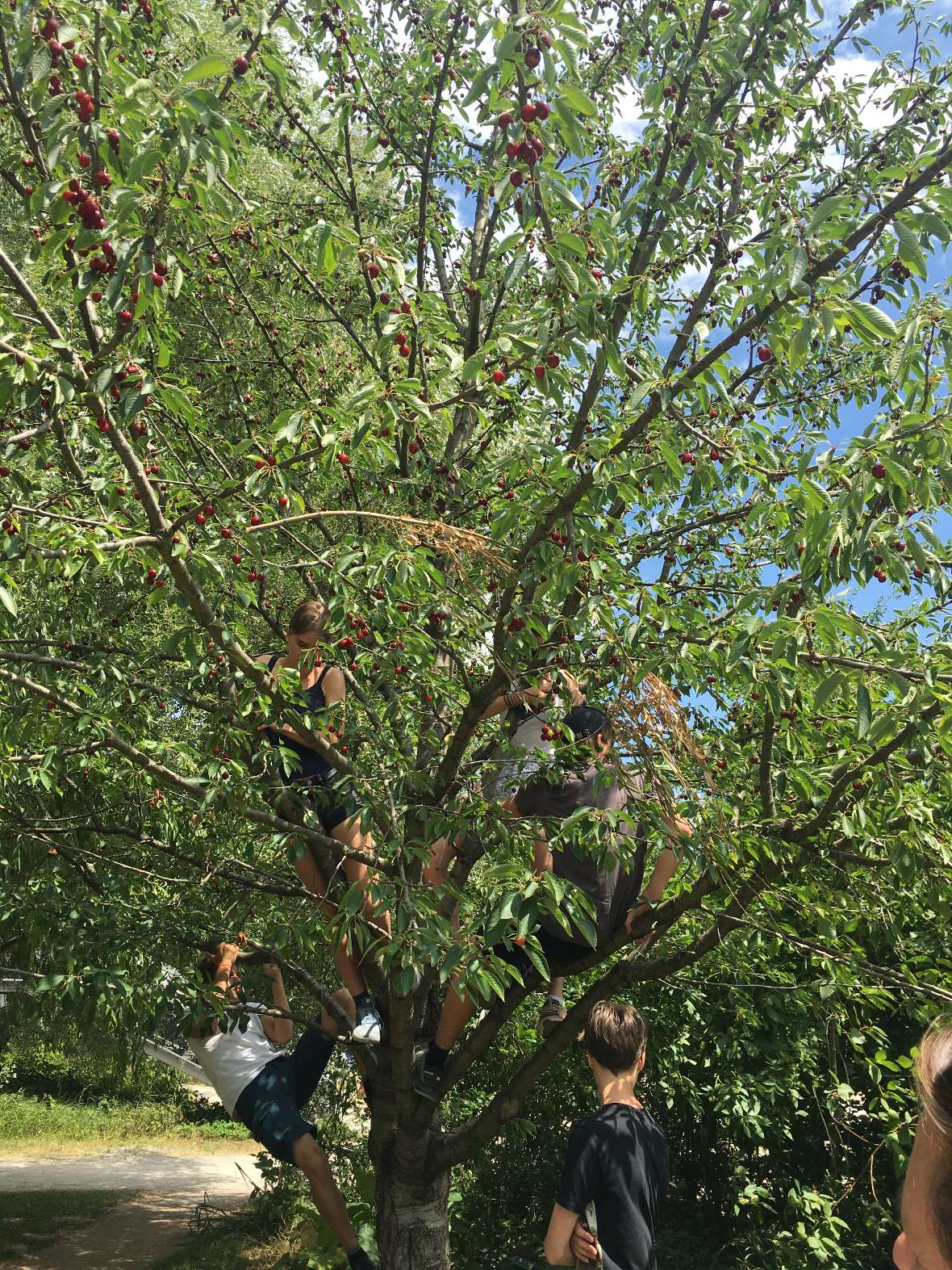 Schülerinnen und Schüler klettern auf einen Kirschbaum mit Früchten