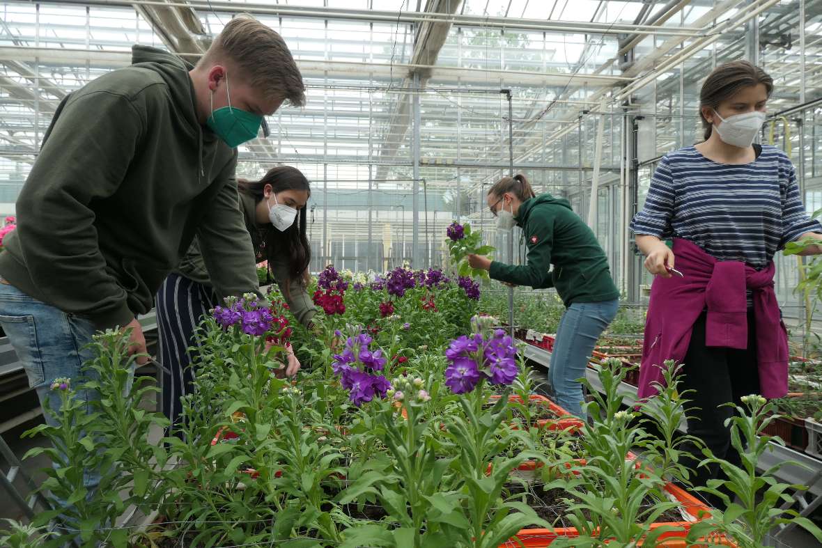 Schüler*innen bei der Ernte von Schnittblumen