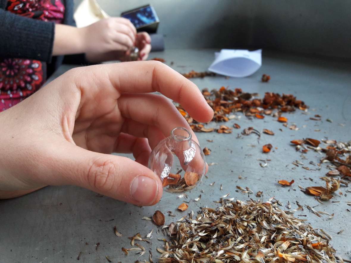 Schüler:innen befüllen Christbaumkugeln aus Glas mit Samen von Zinnia angustifolia