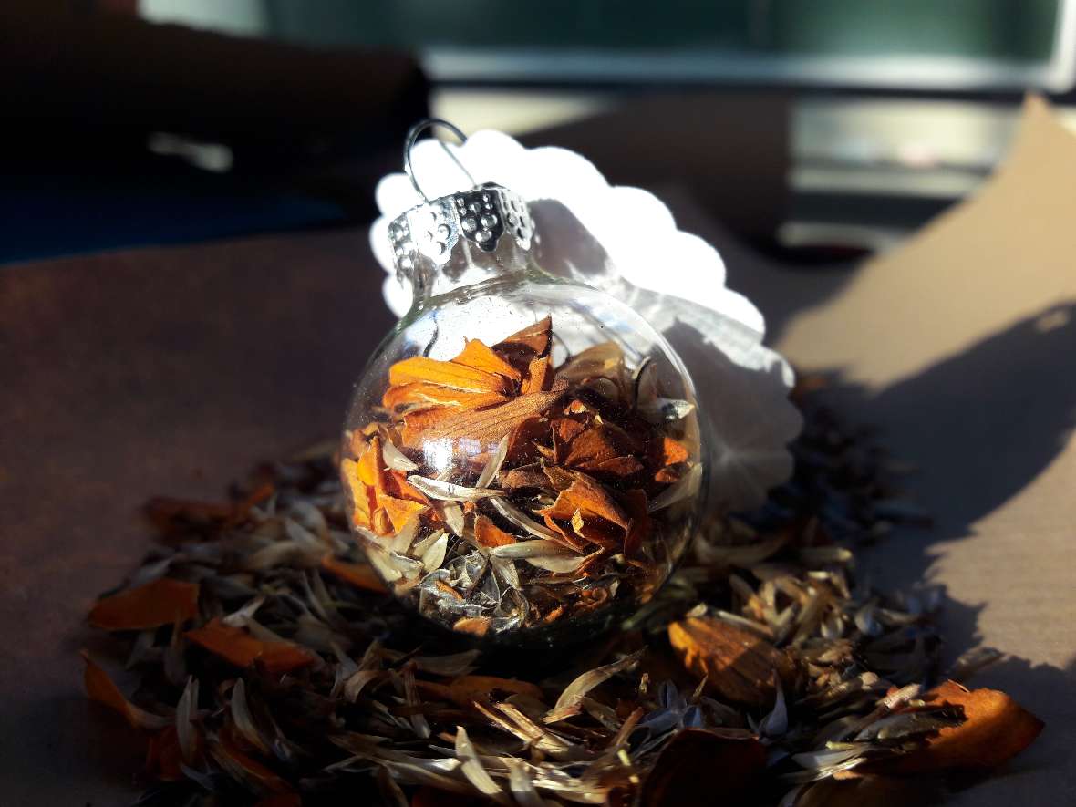 Fertig befüllte Christbaumkugel aus transparentem Glas mit Samen und getrockneten orangen Blütenblättern von Zinnia angustifolia