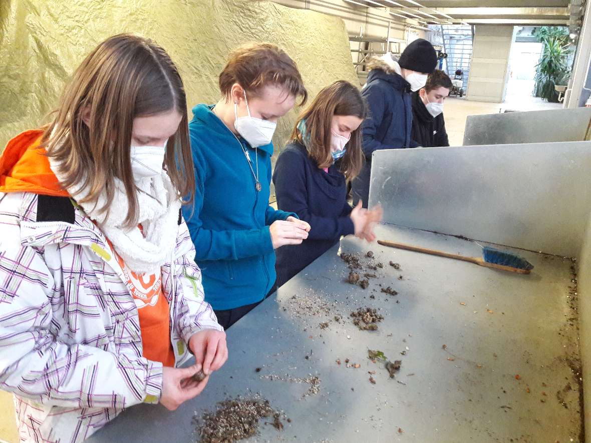 Schüler:innen rollen kleine Kugeln aus Oberboden mit Samen von Zinnia angustifolia, sogenannte Seed-Bombs