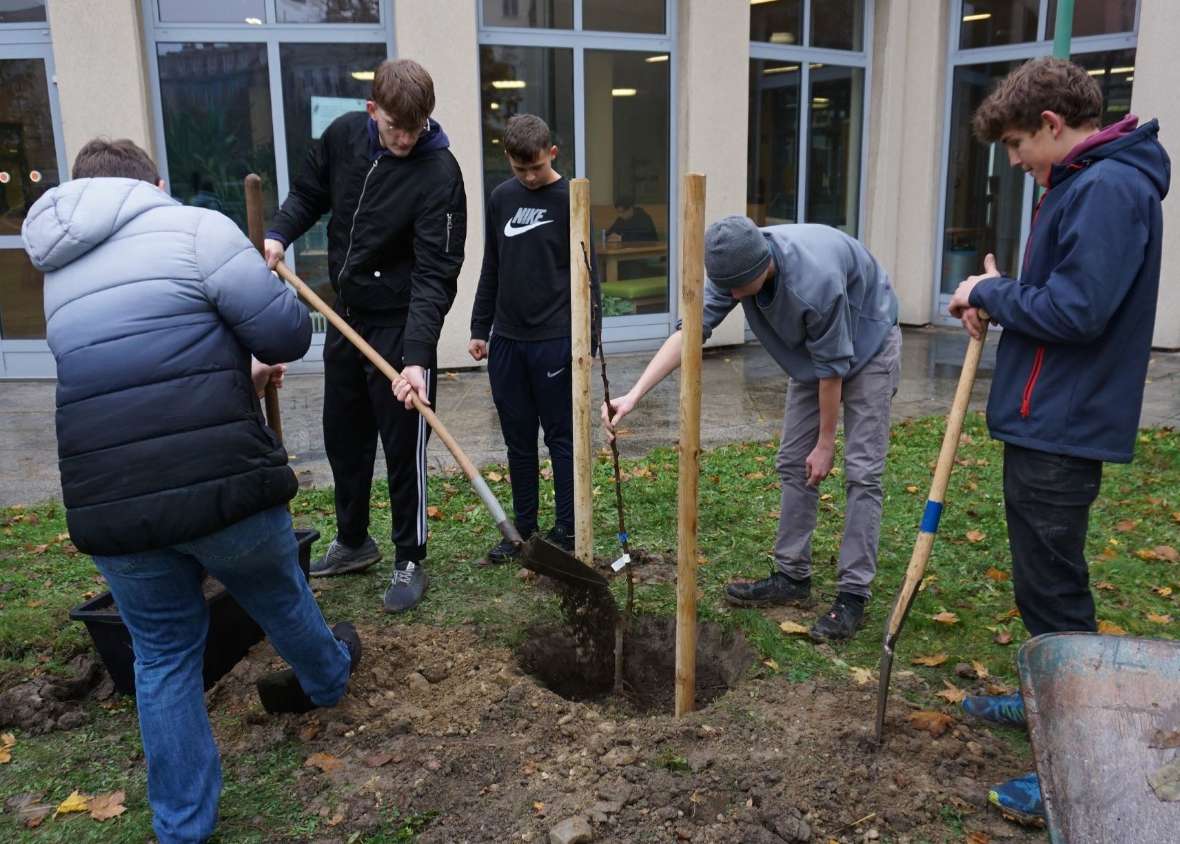 Schüler pflanzen ein Apfelbäumchen