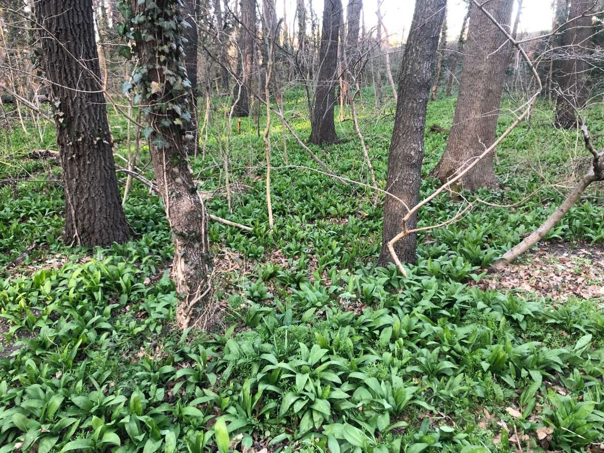 Bärlauch an seinem natürlichen Wuchsort im Wald, naher der Schule