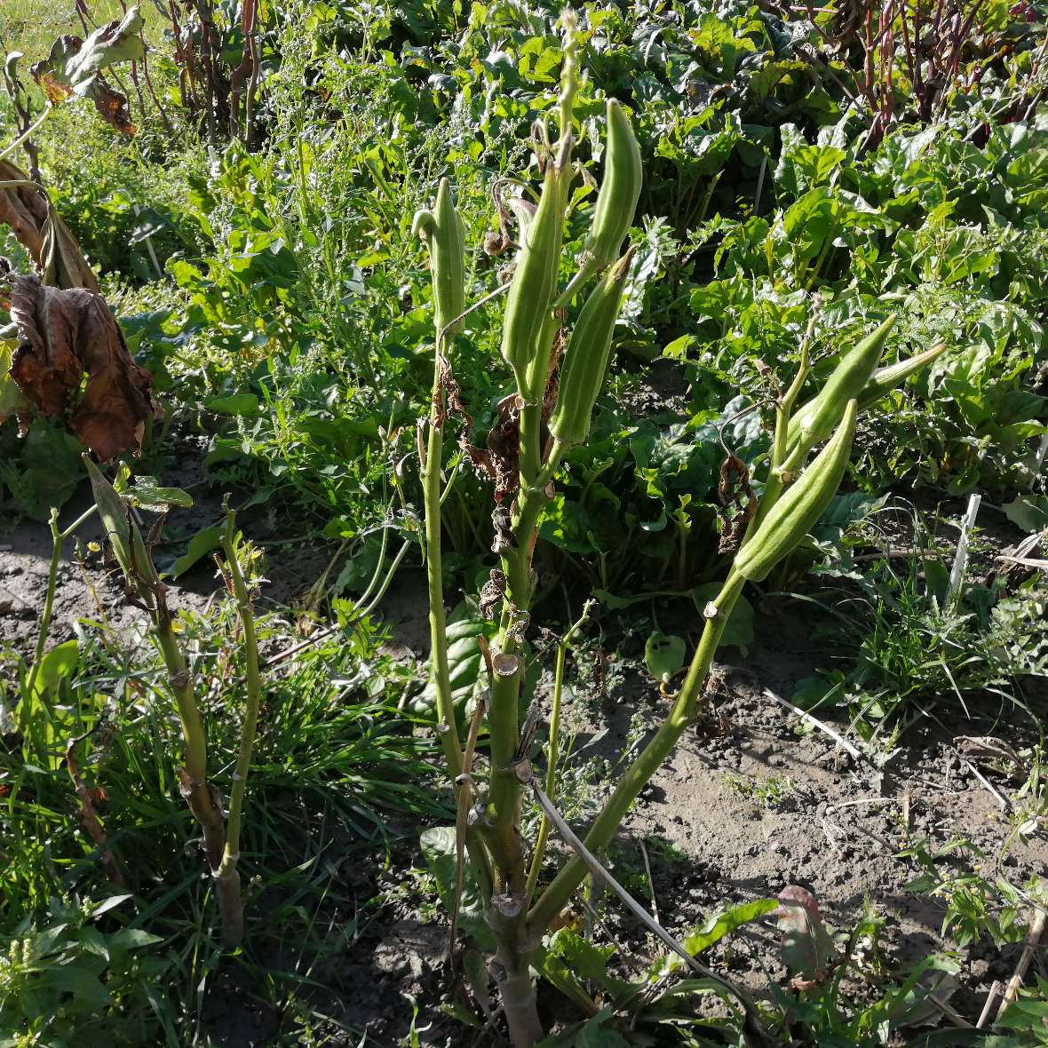 Okra-Schoten am Forschungsfeld der Bio Forschung Austria