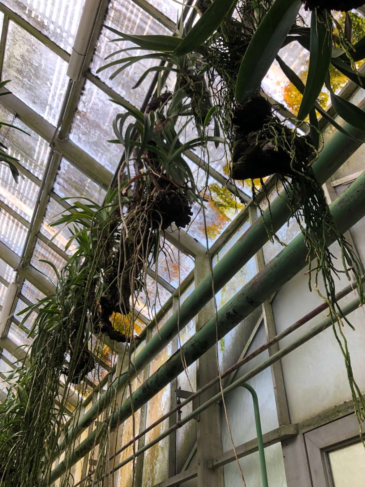 Hängende Orchideen in einem Glashaus