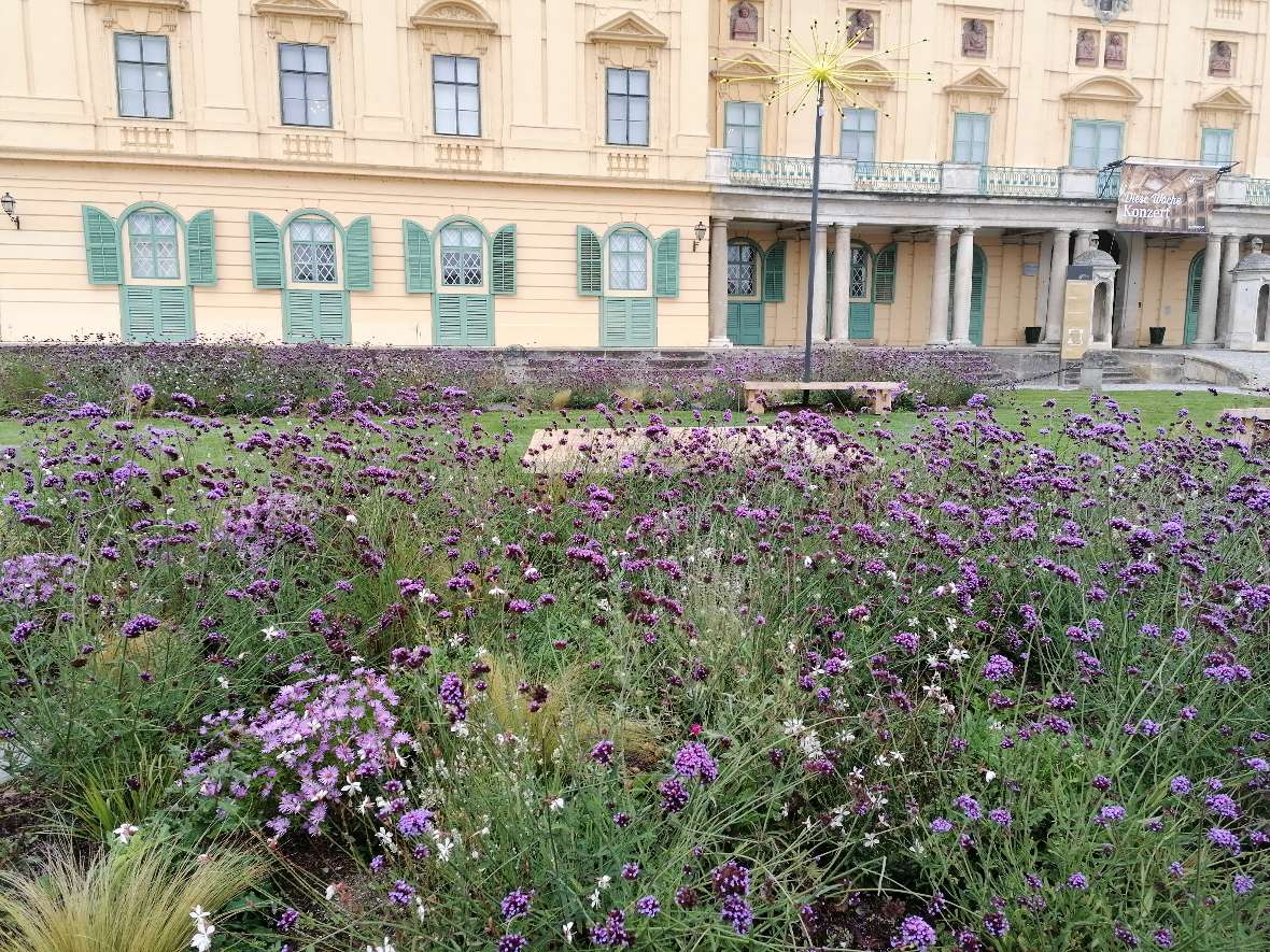 Lila blühende Staudenbeete vor historischer gelber Schlossfassade