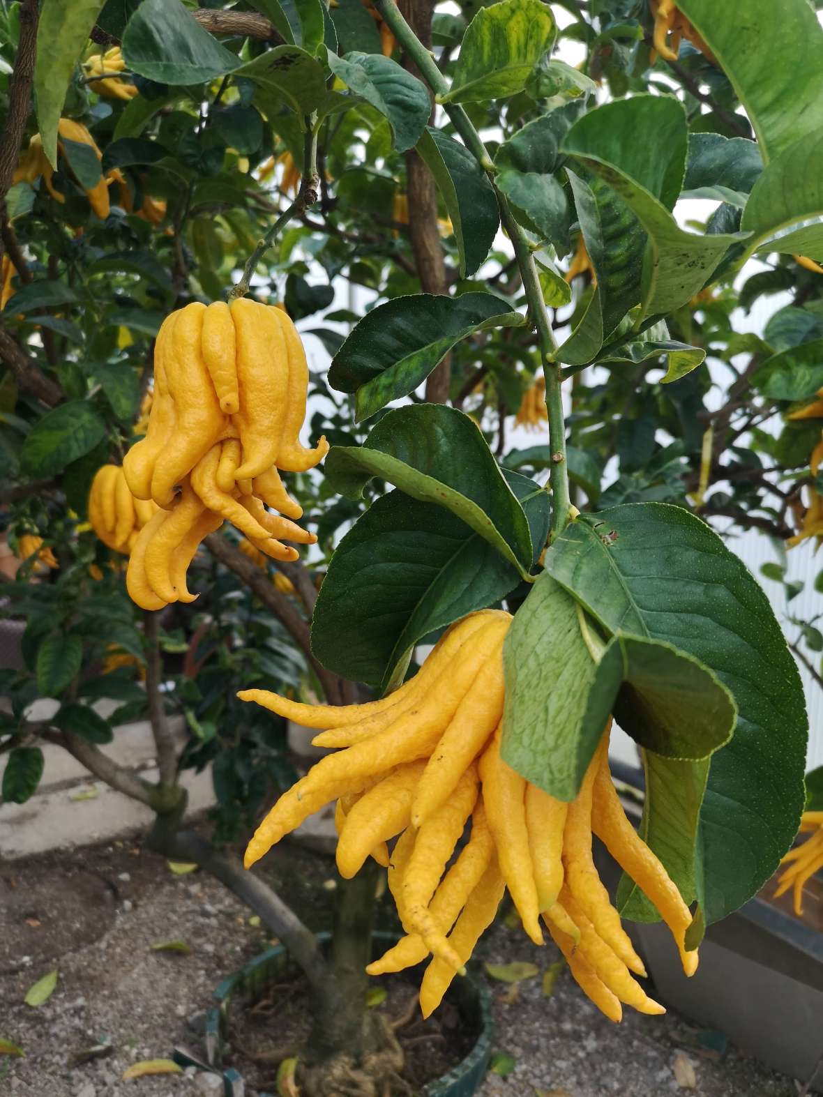 Früchte einer Citrus medica Sorte Digitata (Zitronat-Zitrone Buddhas Hand)