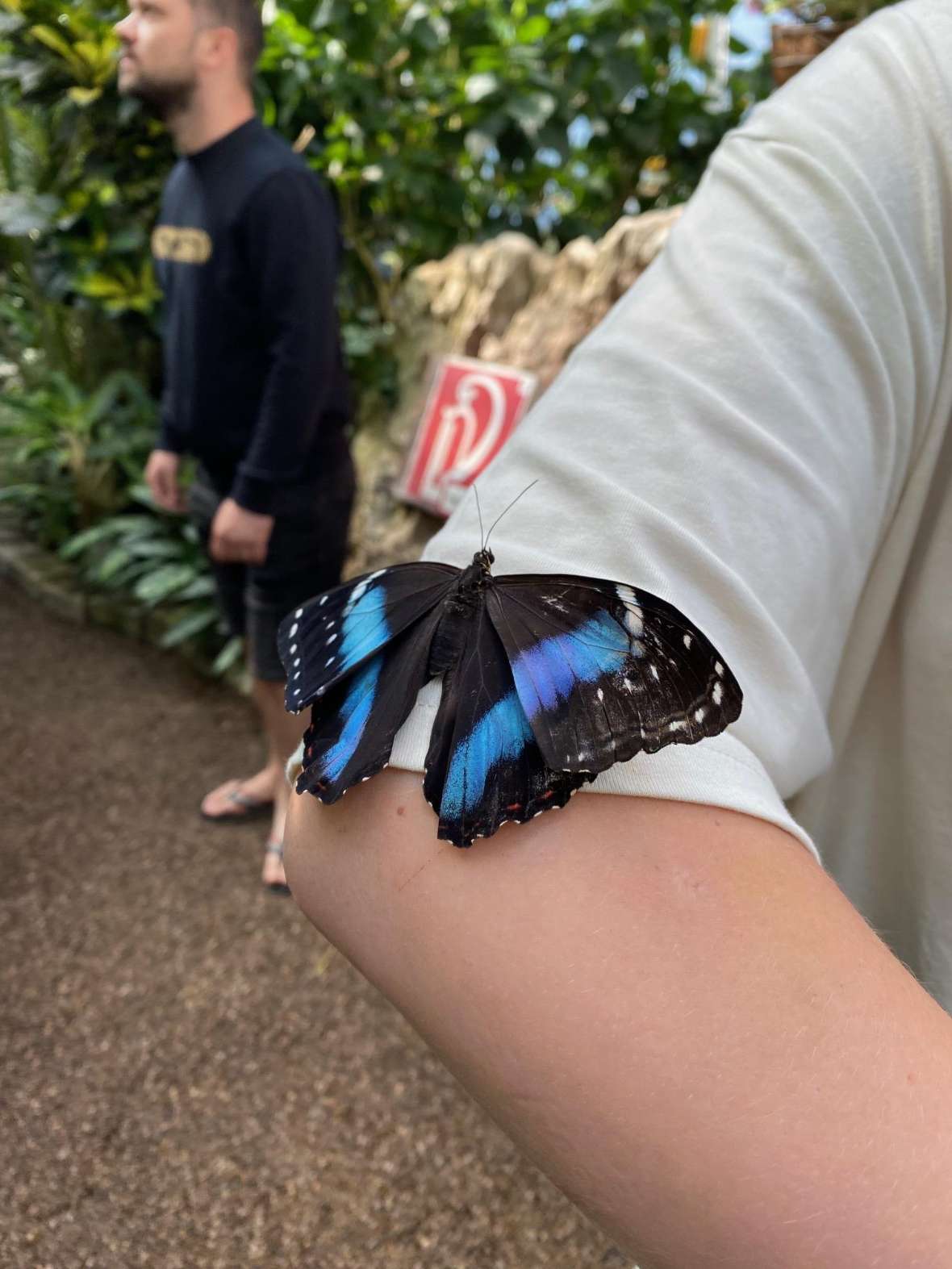 Schmetterling auf Ärmel einer Person gelandet