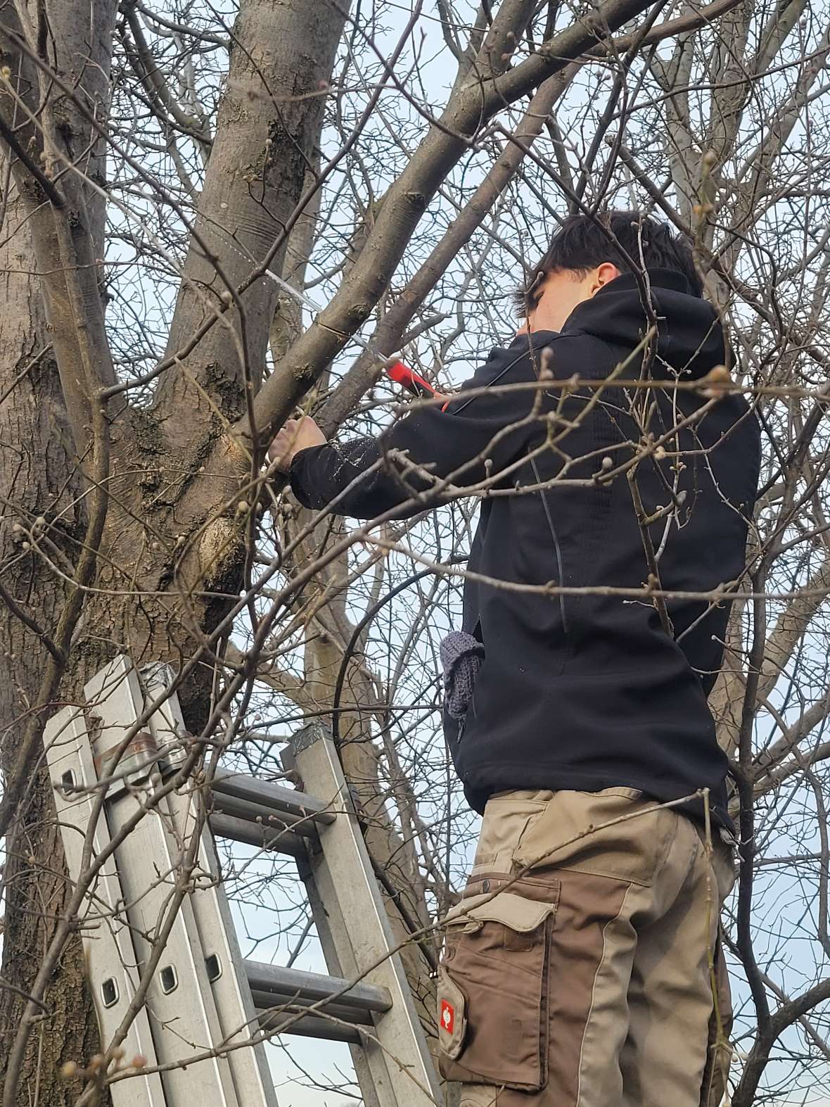 Schüler steht auf Leiter und schneidet einen Ast der Baumkrone
