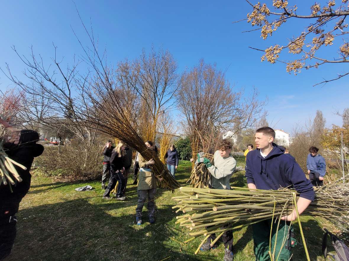 Schüler*innen laden Weidenmaterial, blauer Himmel im Hintergrund