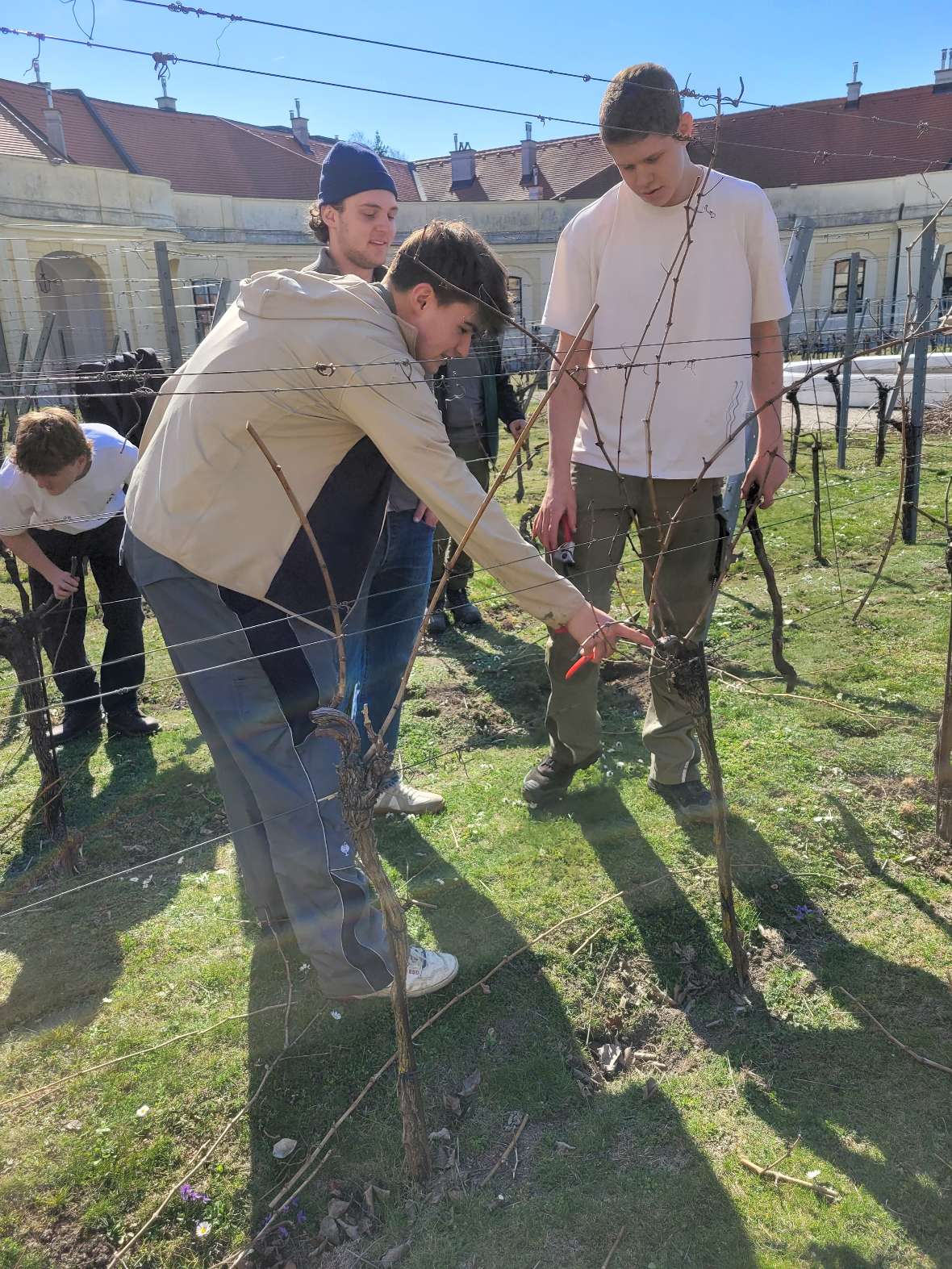 Schüler beim Weinrebenschnitt