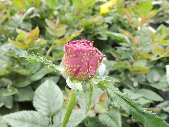 Die Rosenpflanze ist sehr stark mit Blattläusen befallen. Auf der Blüte sind viele Tiere in unterschiedlichen Entwicklungsstadien.