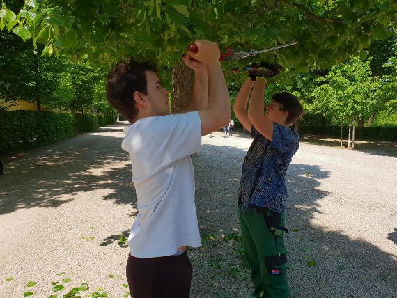 Zwei Schüler schneiden mit Heckenscheren die Baumkronen einer Alleepflanzung